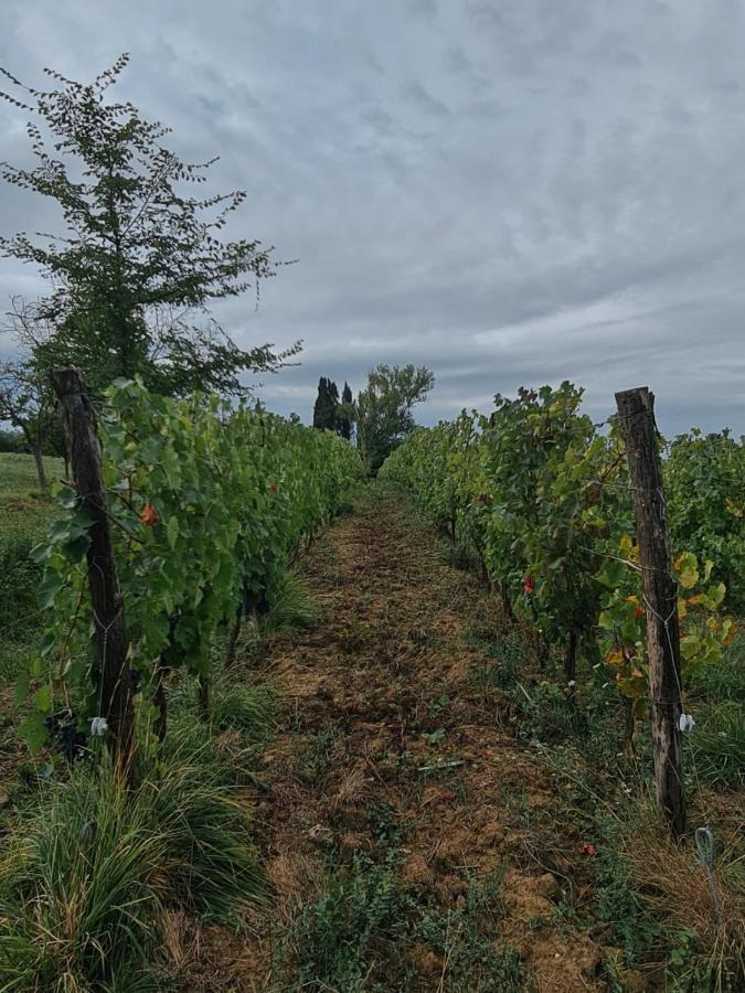 Podere Borgaruccio Peccioli Exteriör bild