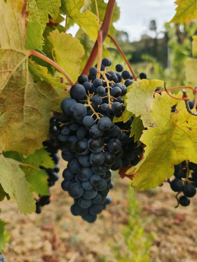 Podere Borgaruccio Peccioli Exteriör bild